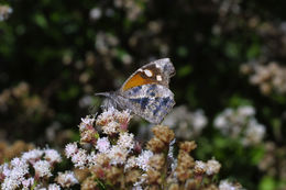 Image of American Snout