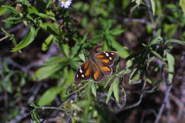 Image of American Snout