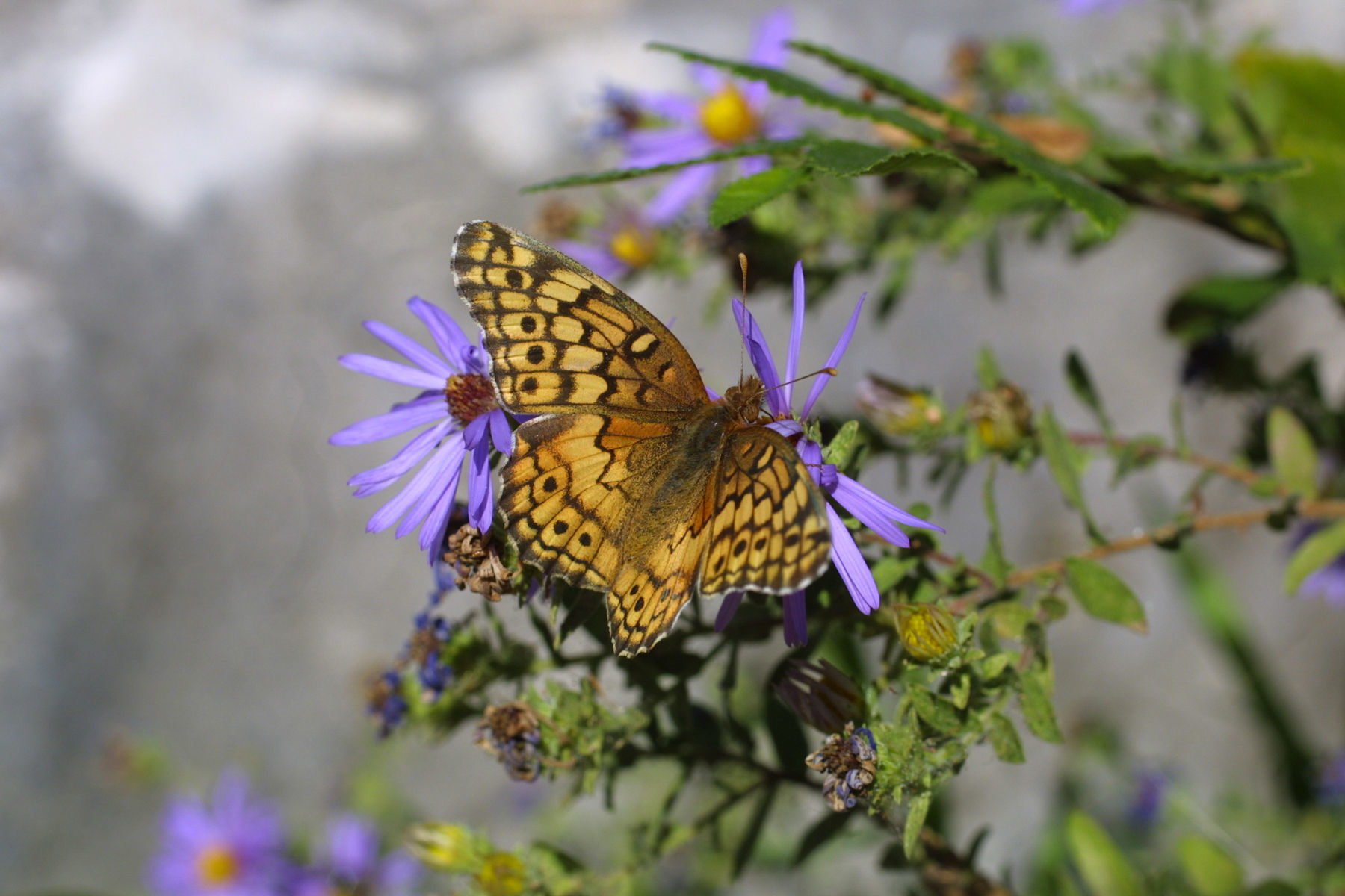 Image of Variegated Fritillary