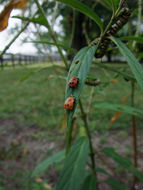 Image of Harlequin Ladybird