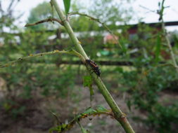 Image of Harlequin Ladybird