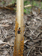 Image of Harlequin Ladybird