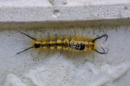 Image of Yellow-based Tussock Moth