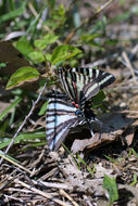 Image of Protographium marcellus (Cramer (1777))