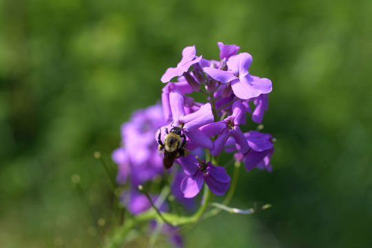 Imagem de Hesperis matronalis L.