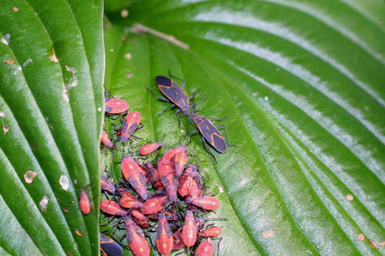 Image of Eastern Boxelder Bug