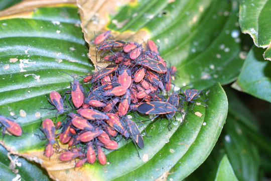 Image of Eastern Boxelder Bug