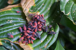 Image of Eastern Boxelder Bug