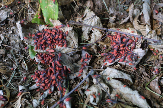 Image of Eastern Boxelder Bug