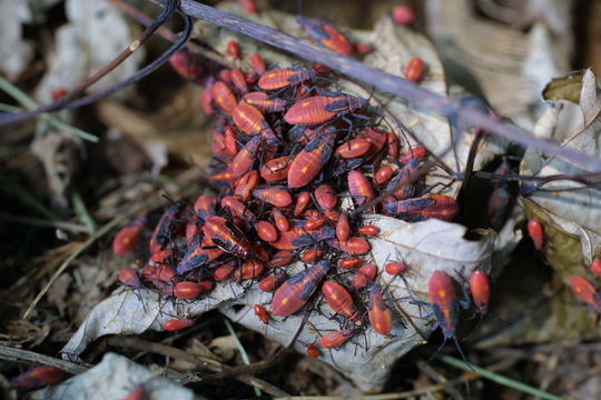 Image of Eastern Boxelder Bug