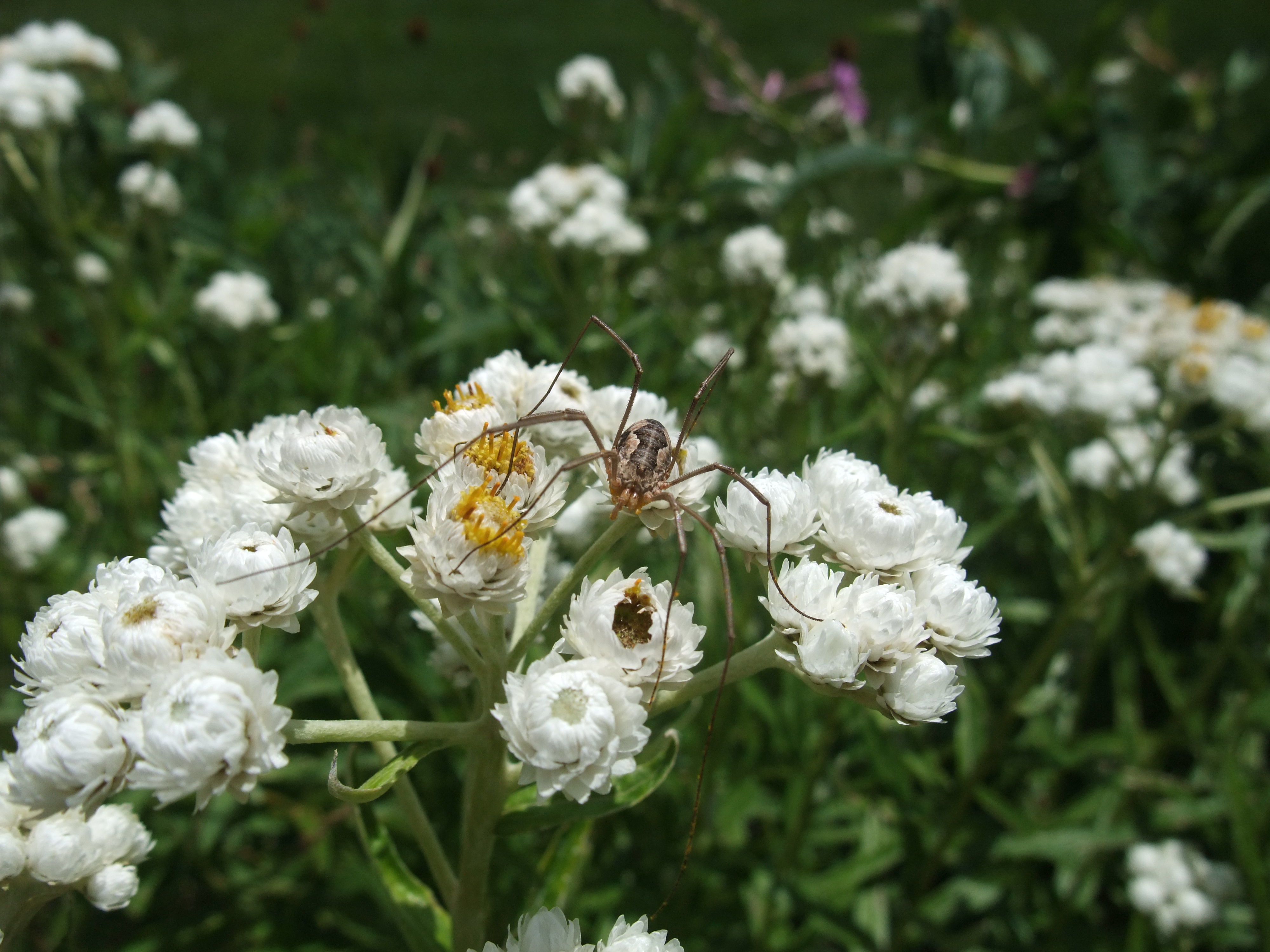 Слика од Anaphalis margaritacea (L.) Benth.