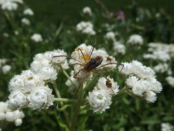 Image of Pearly Everlasting