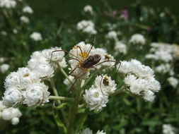 Image of Pearly Everlasting