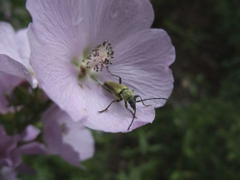 Image of globemallow