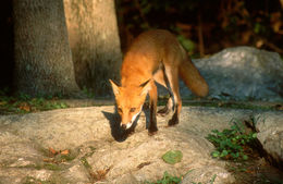 Image of fox, red fox