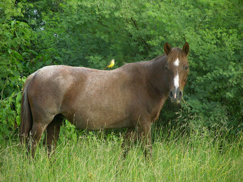 Image of Cattle Tyrant