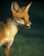 Image of fox, red fox