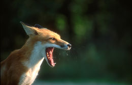 Image of fox, red fox