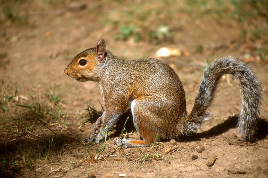 Image of eastern gray squirrel