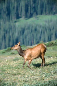 Image of Red Deer