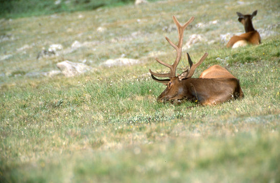 Image of Red Deer