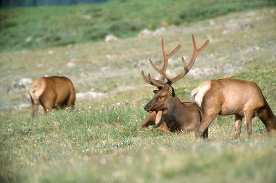 Image of Red Deer