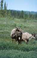 Image of Reindeer