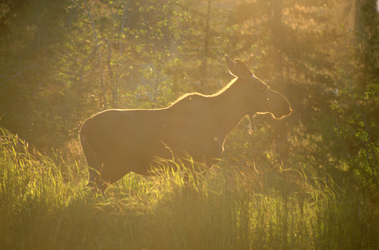 Image of North American Elk