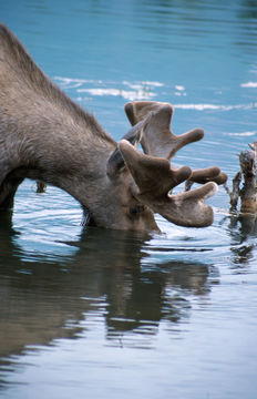 Image of North American Elk