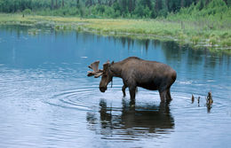 Image of North American Elk