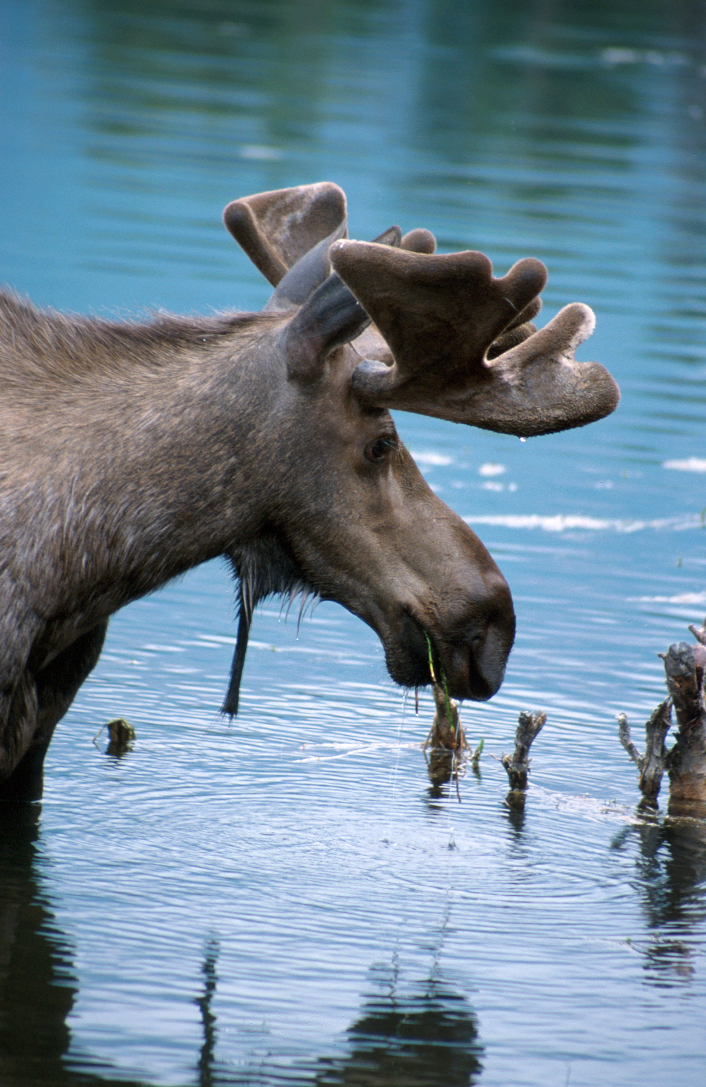 Image of North American Elk