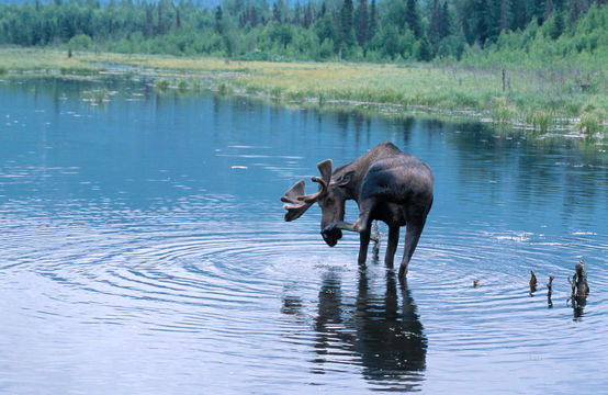 Image of North American Elk