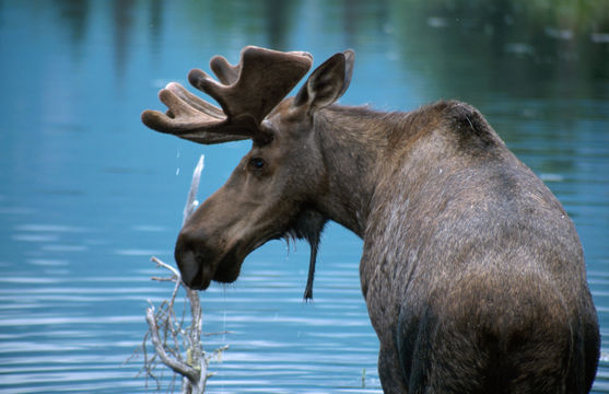 Image of North American Elk