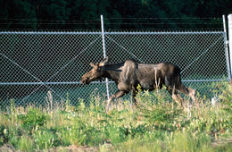 Image of North American Elk