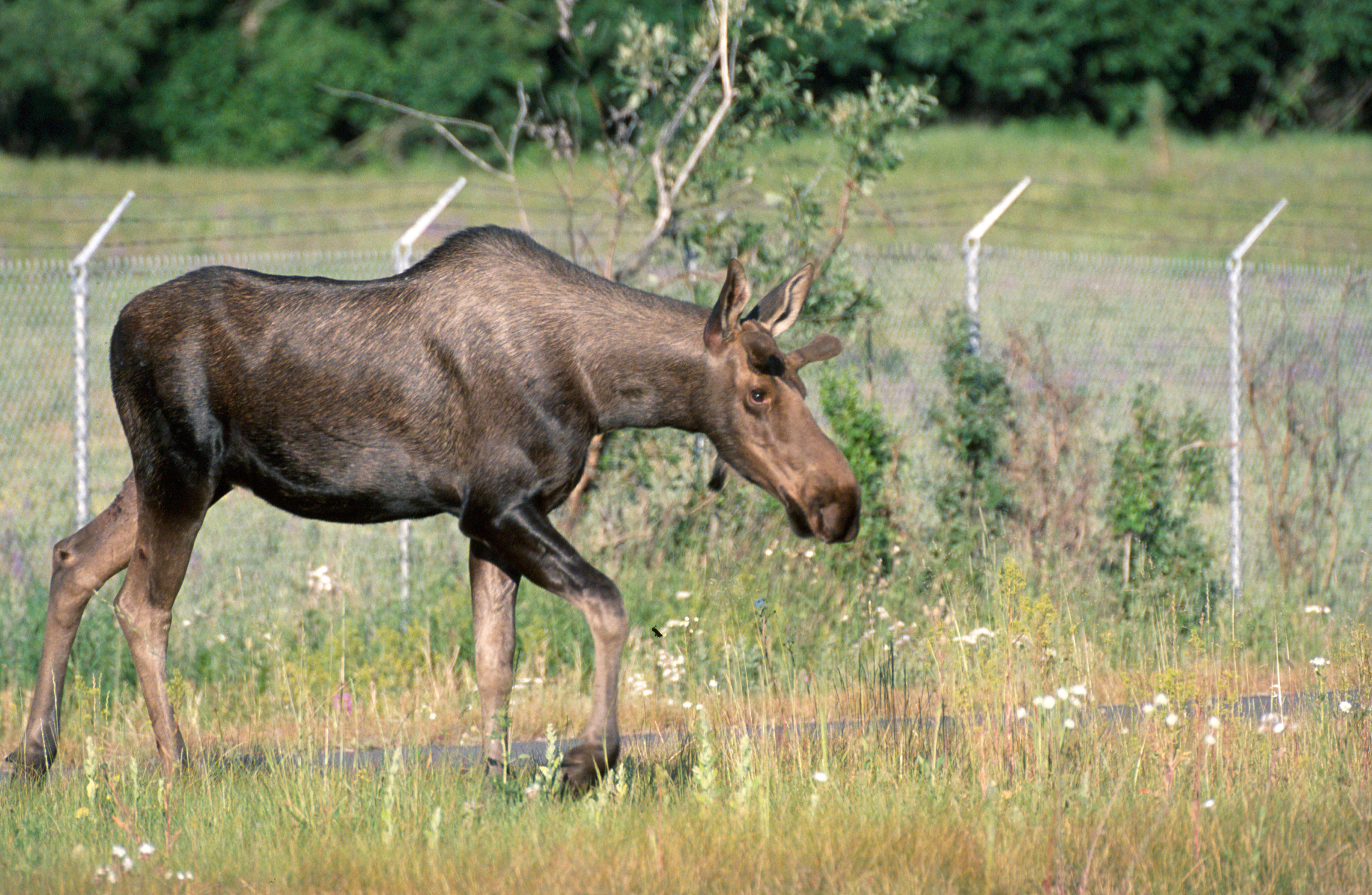 Image of North American Elk