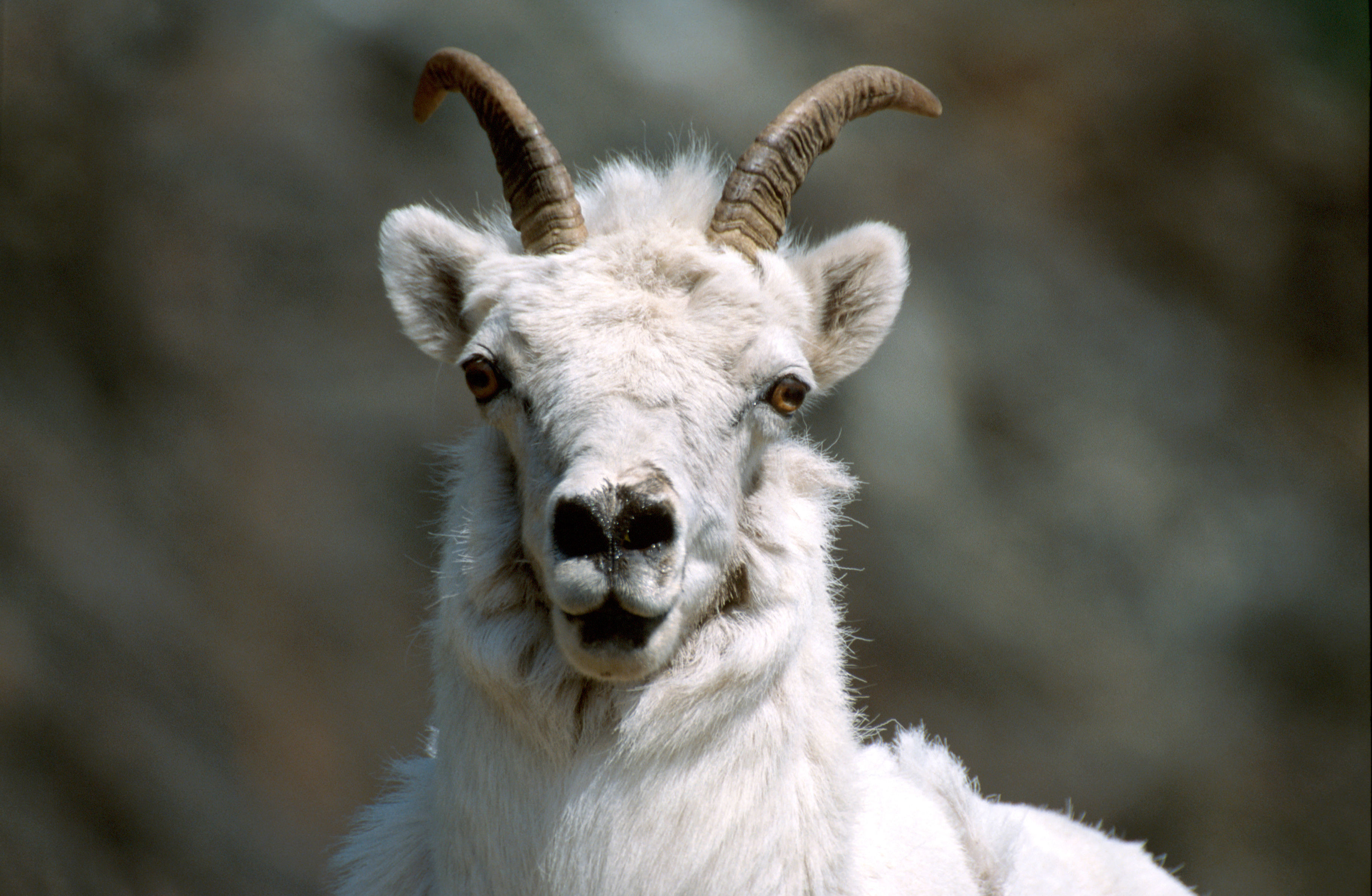 Image of Dall’s Sheep