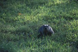 Image of Woodchuck (Gopher)