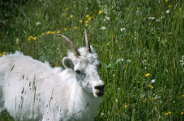 Image of Dall’s Sheep