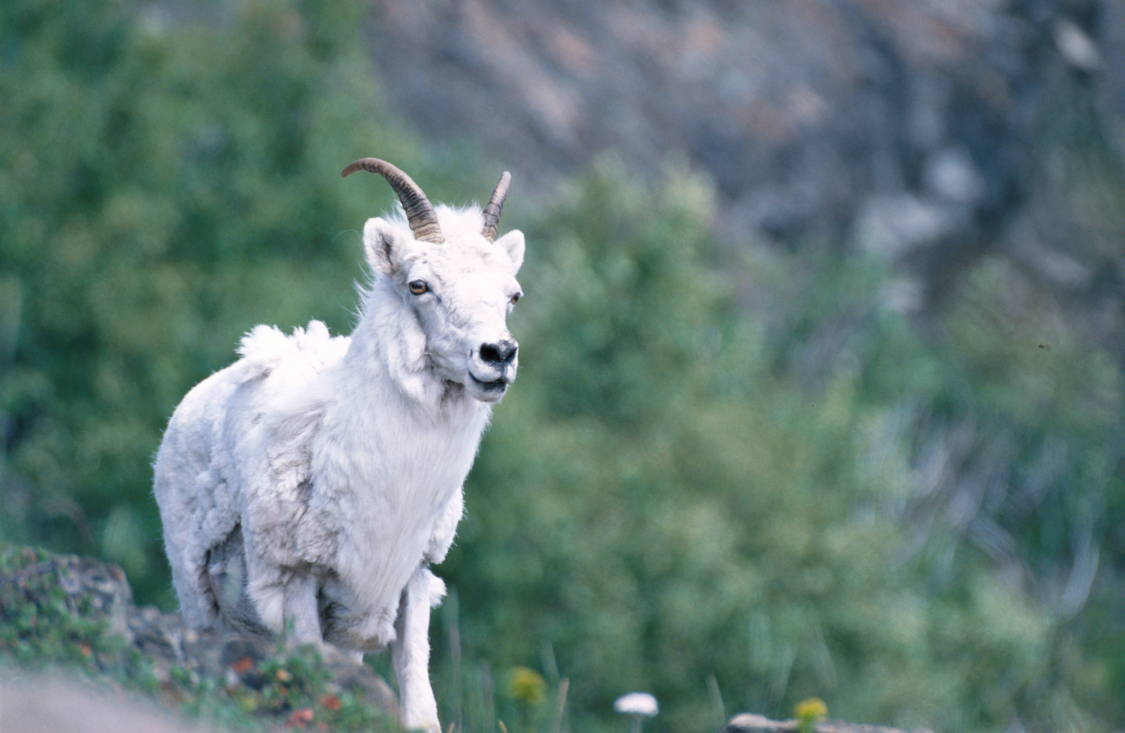 Image of Dall’s Sheep