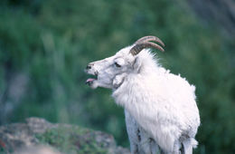 Image of Dall’s Sheep