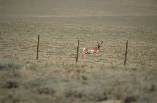 Image of pronghorn