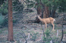 Image of mule deer