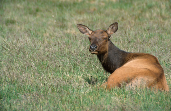 Image of Red Deer