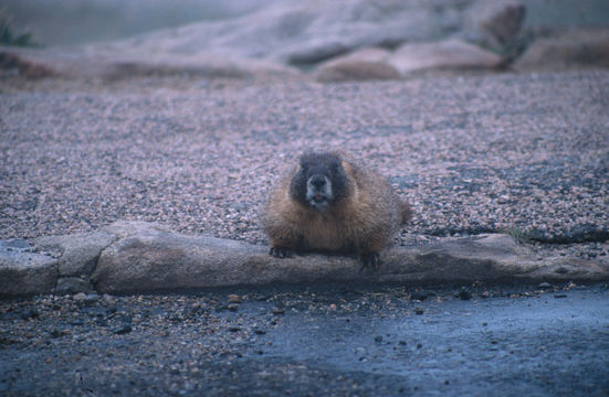 Image of Yellow-bellied Marmot