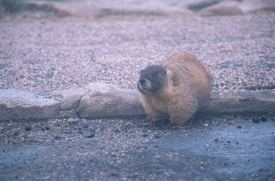 Image of Yellow-bellied Marmot