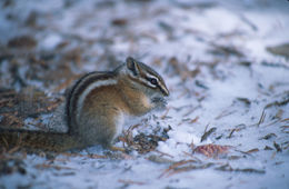 Image of Least Chipmunk