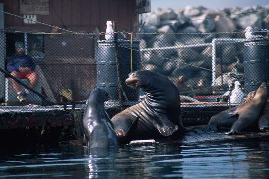 Image of California Sea Lion