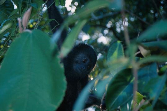 Image of Black Howling Monkey