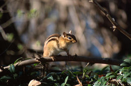 Image of Least Chipmunk