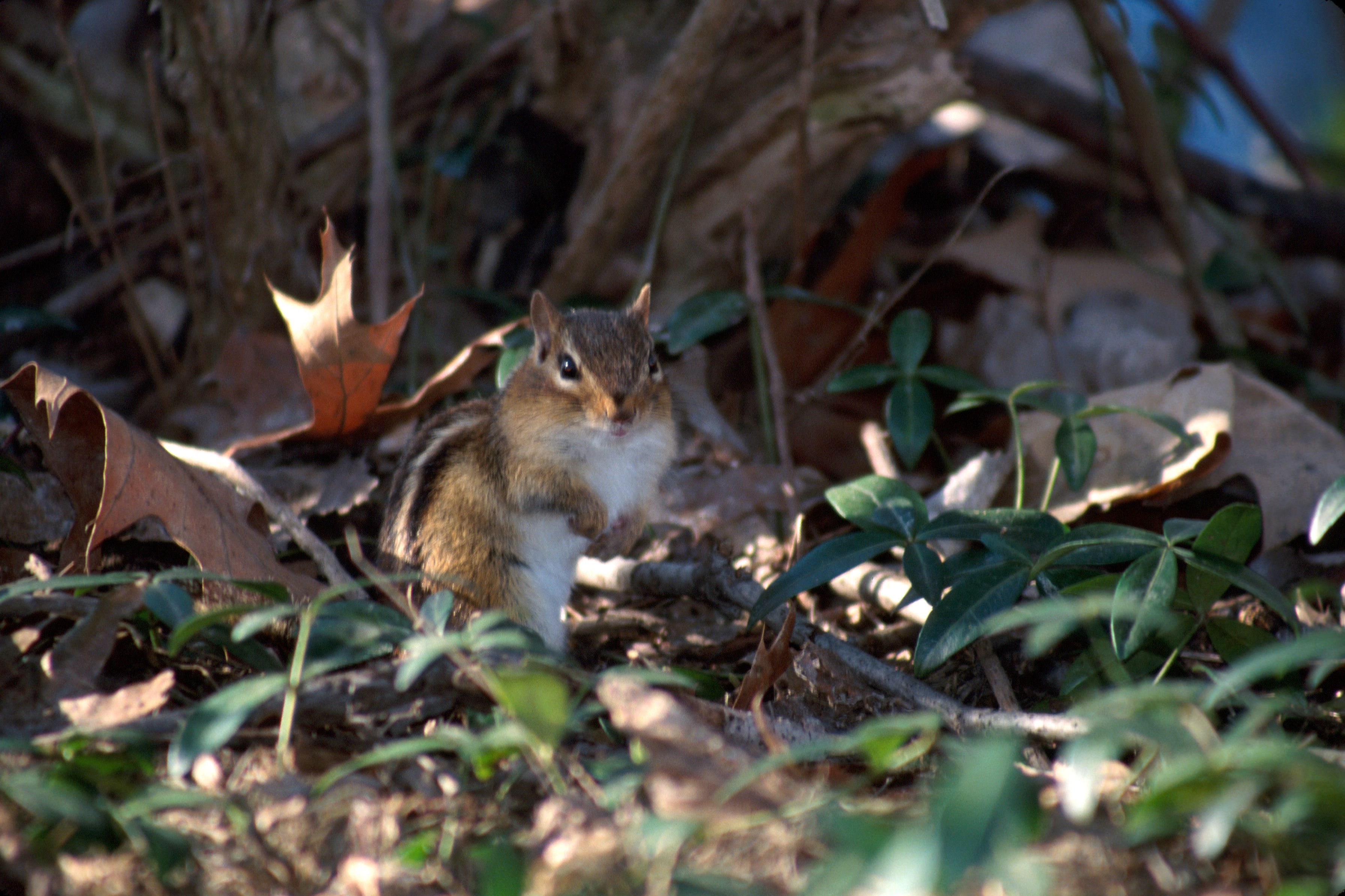 Image of Least Chipmunk